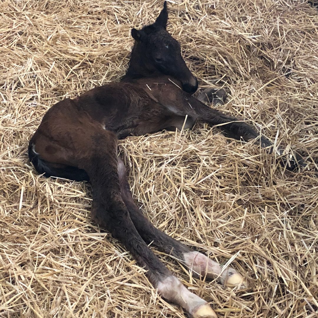 Mutterglück Die Geburt eines Fohlens Reitsport Landenhausen