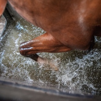 Aquatrainer: Rehabilitation für das Pferd