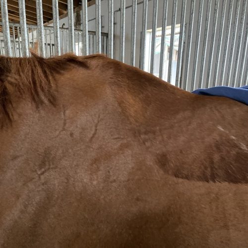 Aufbau einer guten Bauch- und Rückenmuskulatur des Pferdes