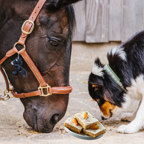 Karottenkuchen für dein Pferd – so geht’s!